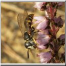 Philanthus triangulum - Bienenwolf m05.jpg